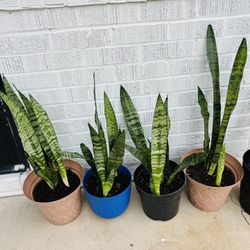 Snake Plant 15 Each 