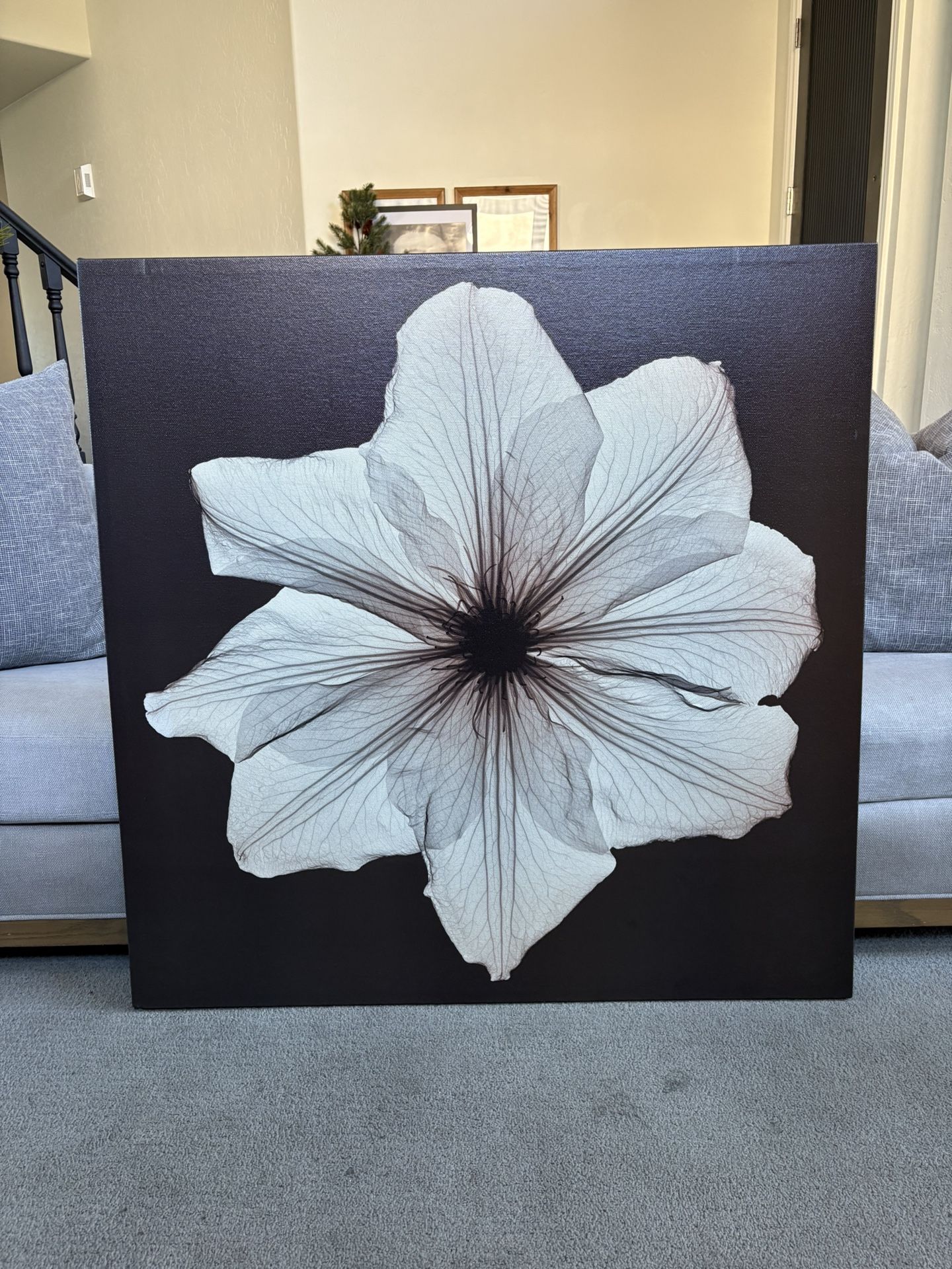 large 39 x 39 inch canvas of a single white flower, with a dark chocolate brown back ground.