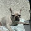 Lacie