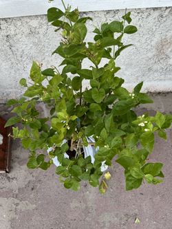 Philippine sampaguita Plant. Fully Grown In 5 Gallons pot 2 Feet Tall