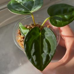 Anthurium Carla x Pap F3 x Crystallinum