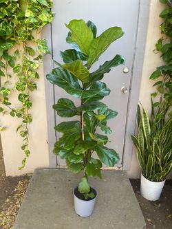Ficus Lyrata Fiddle Leaf Fig Tree House Plant 8.5” Pot