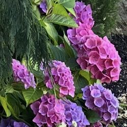 hydrangeas Plants  In Large Pots 