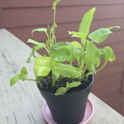 Monstera Swiss Cheese Plant 