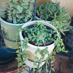 Beautiful Succulent.