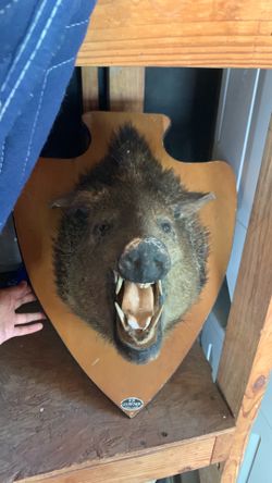 Animal head
