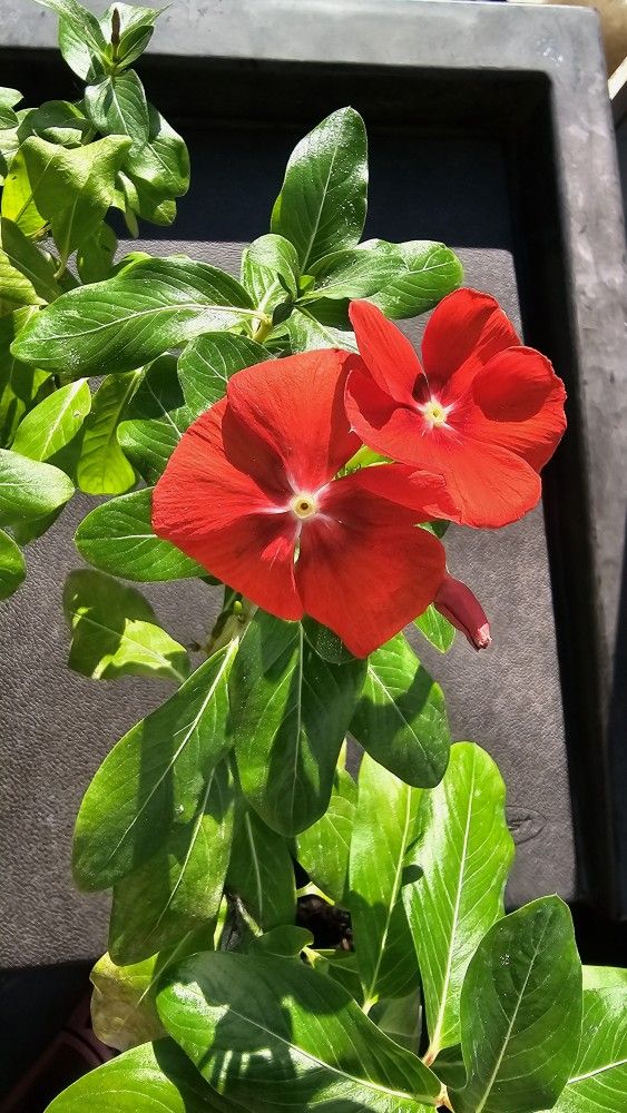 Red Vinca Flower Plant, Rare Color In Small Container