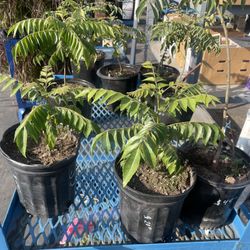 Healthy Curry Leaves Plant 