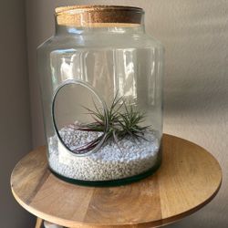 Terrarium With Air Plants