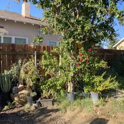 Plants