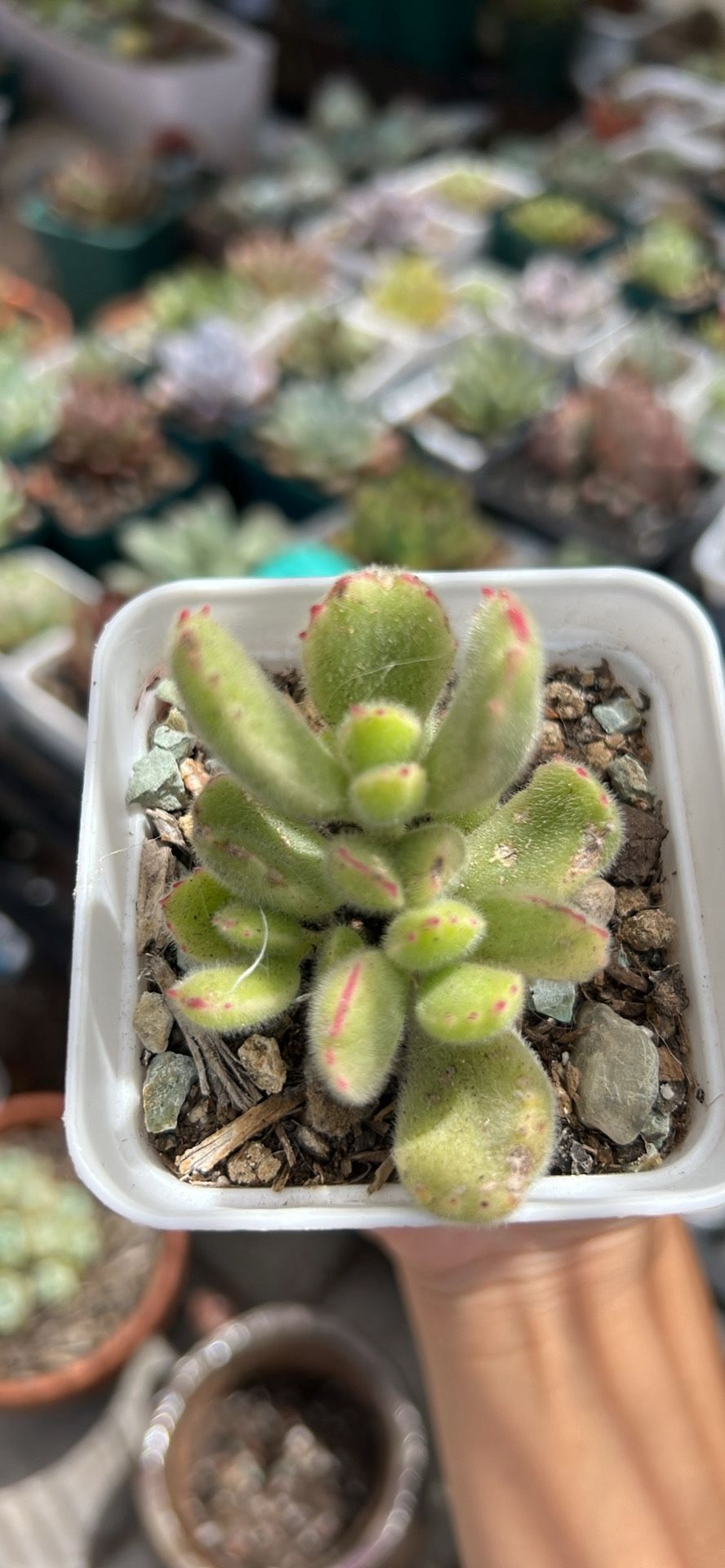 Succulents $1