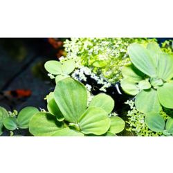Water Lettuce