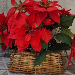 Artificial Fake Christmas Hanging Poinsettia Flowers Plants Basket 14"x20"