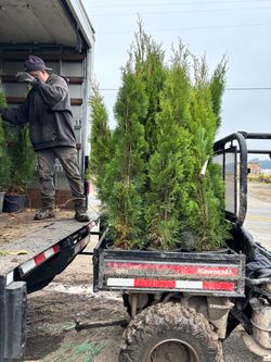 Plant for sale