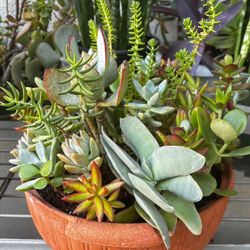 Succulent Arrangement Of Different Small  Plants In A Round Terracotta Pot Size 10 ” by 3 1/2 ” high     $ 20