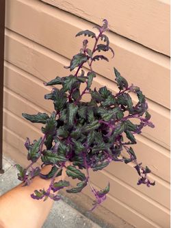 6” xl purple pasión plant