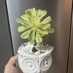 Houseplants 