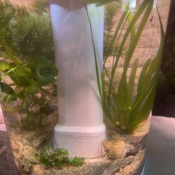 3 Gallon Aquarium With Aquatic Plants And Terrestrial Plants