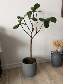 Fiddle Leaf Fig Ficus Lyrata Live Houseplant
