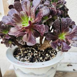 Aeonium 'Zwartkop'  . Sen đá Hàn Quốc
