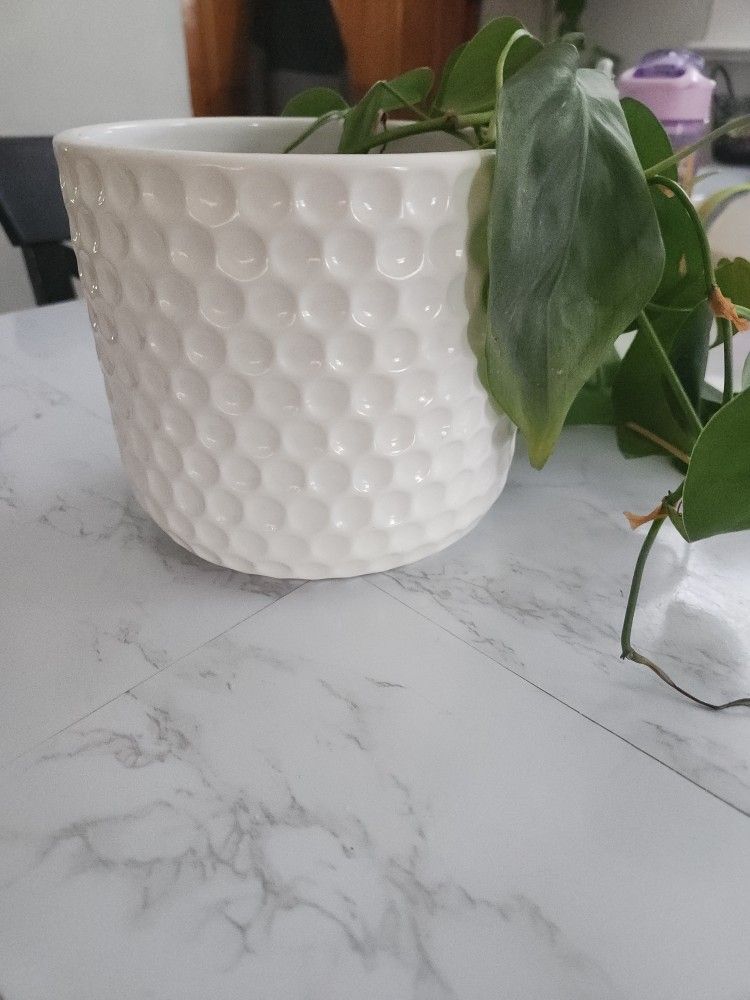 Plant With Pot