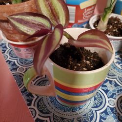 Tradescantia Zebrina In Colorful Flower Pot Planter