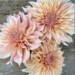 Cafe Au Lait Dahlia Plants 1 Gallon Size $5