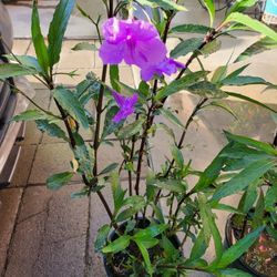 Mexican Petunia 