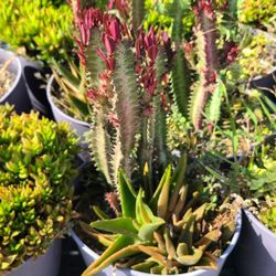 Scurlentos Canasta Diferentes Diseños 