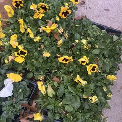 Pensis Plants For Sale 