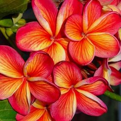 (VERY RARE) PLUMERIA ( J.L. HAWAIIAN CLASSIC ) GRAFTED ROOTED CUTTING PLANT IN POT 17"-1 TIP.