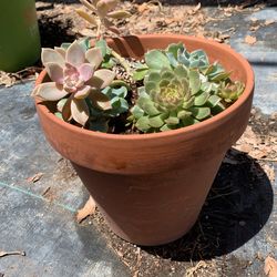 Succulants