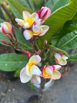Plants hawaiana
