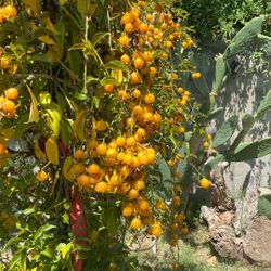 Fruta Uña De Gato  $5.00 canastita