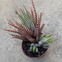 “Zebra” Succulent Plant 