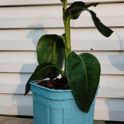 Yellow Canna Lily 