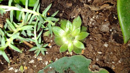 Various Types Of Plant Starts Thumbnail