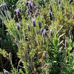 # 50 lavender  plants 5gal