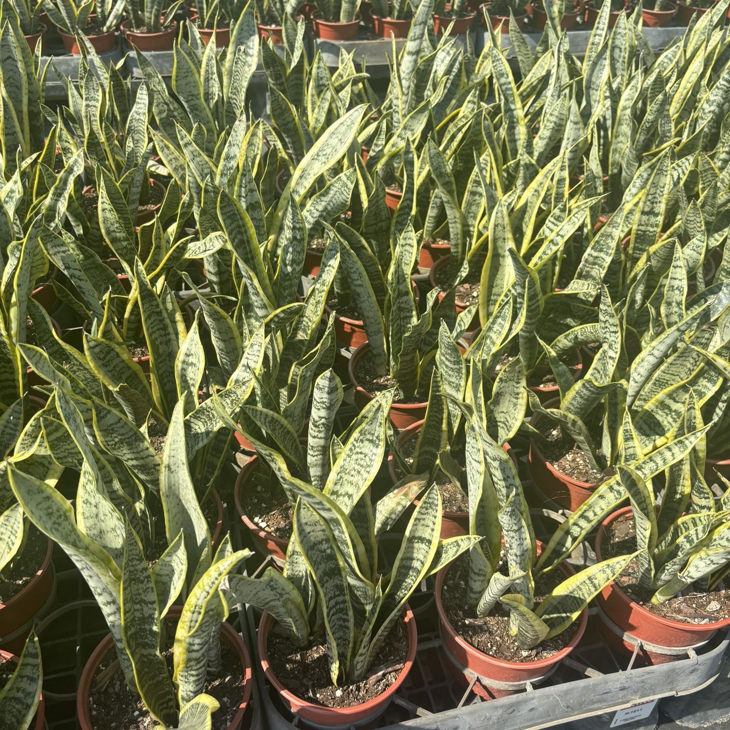 Snake Plant , Laurentii Sansevieria trifasciata 