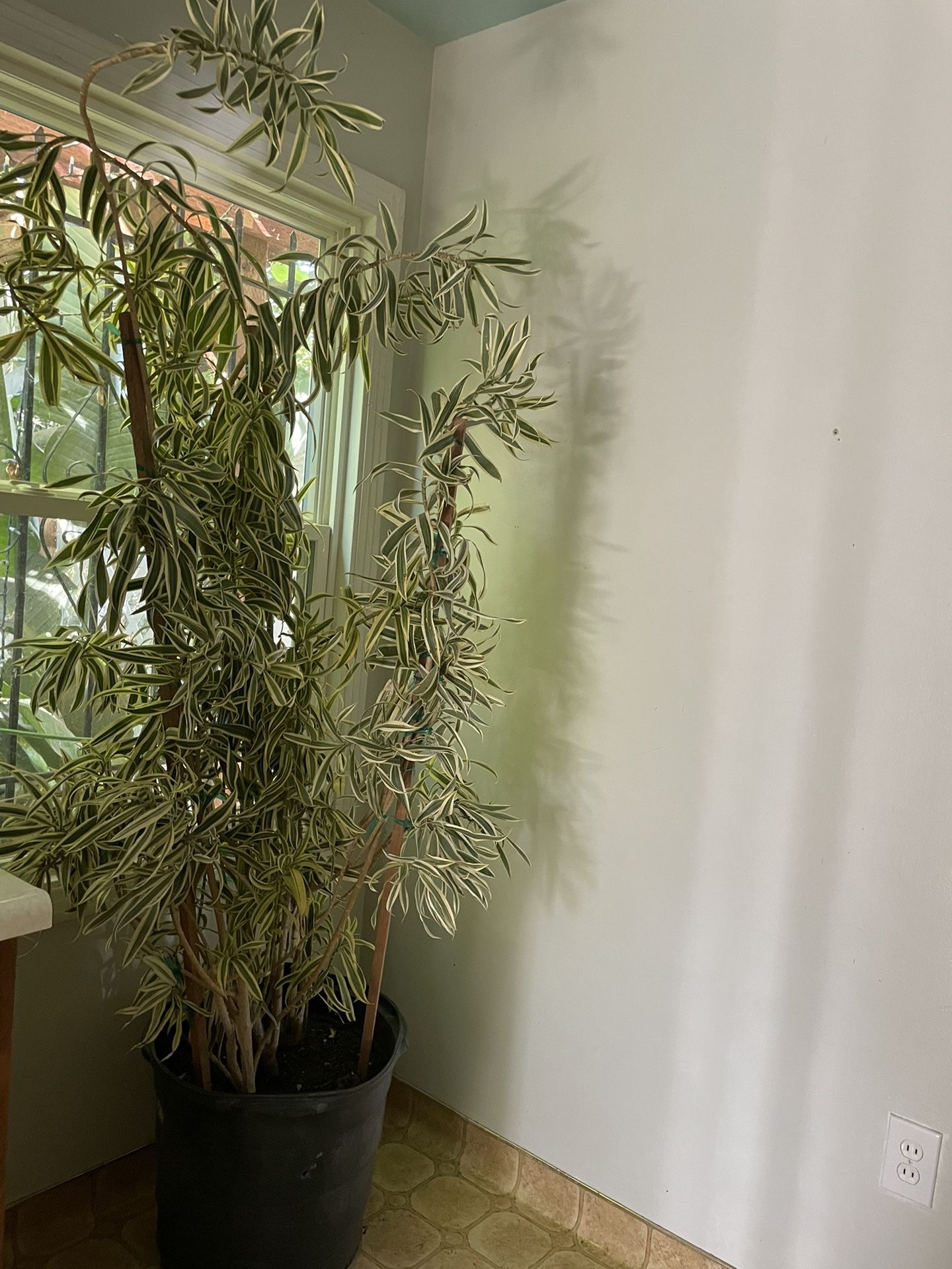 Specialty Houseplant***Huge ~7 to 7.5ft  (18” pot) Song of India, 4-5 big plants in the pot; exact plant; 95820