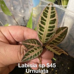 Terrarium And Aquarium Plants 