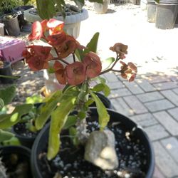 Coronas De Cristo / Crown of Thorns Plant