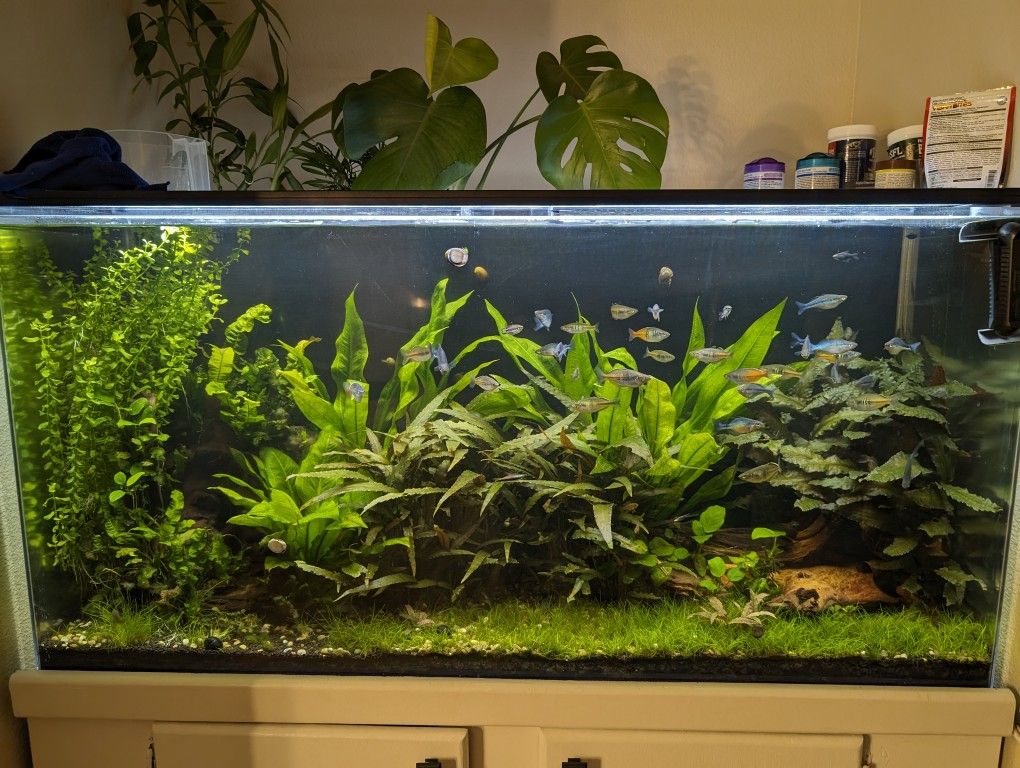90 Gallon Acrylic Aquarium for Sale in Temecula, CA - OfferUp