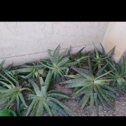 Aloes!!! Different Sizes. 