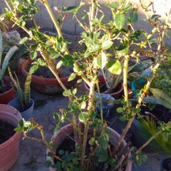 ROSE 'S PINK BABY ROSES 