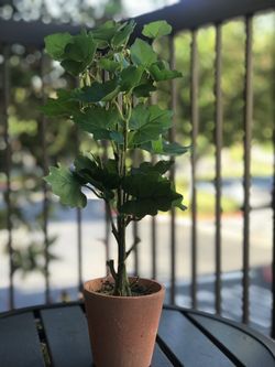 Ashland mini tree 🌳 fake plant 🌱 faux tree 🌳