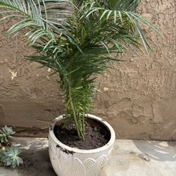 Palms