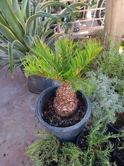 Sago palm palma