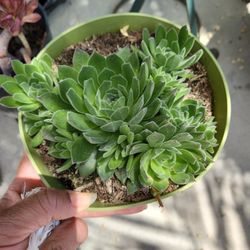 Suculenta