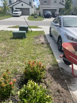 Tree Clean Ups And Removeal